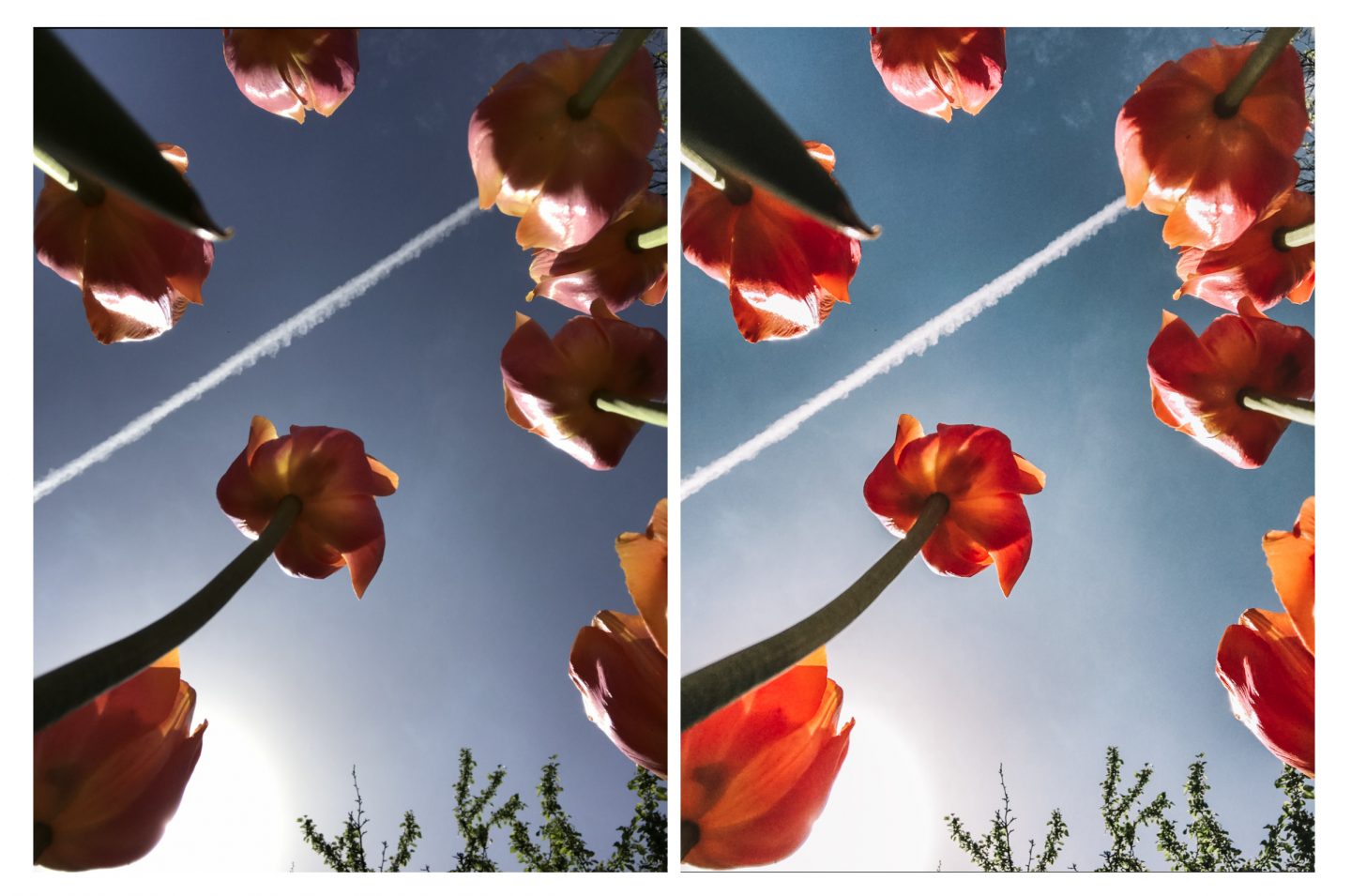 Before and after photo of tulips showing the editing of a lightroom preset