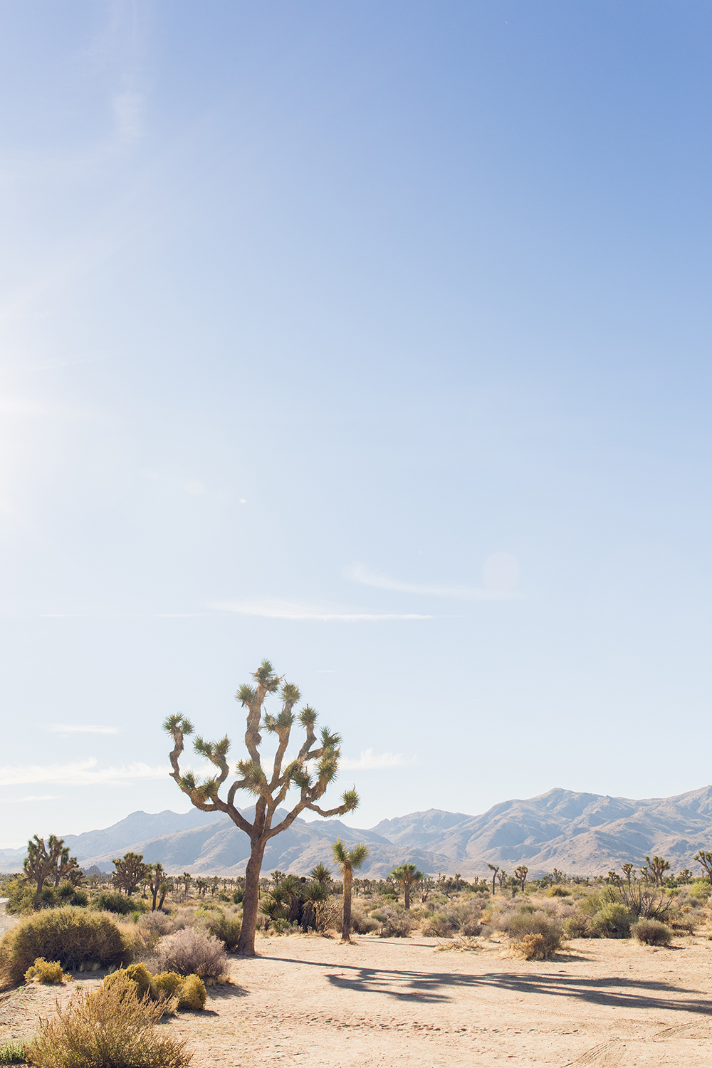 Joshua Tree National Park and Palm Springs, California are in my top 10 favorite beautiful places in the US to visit.
