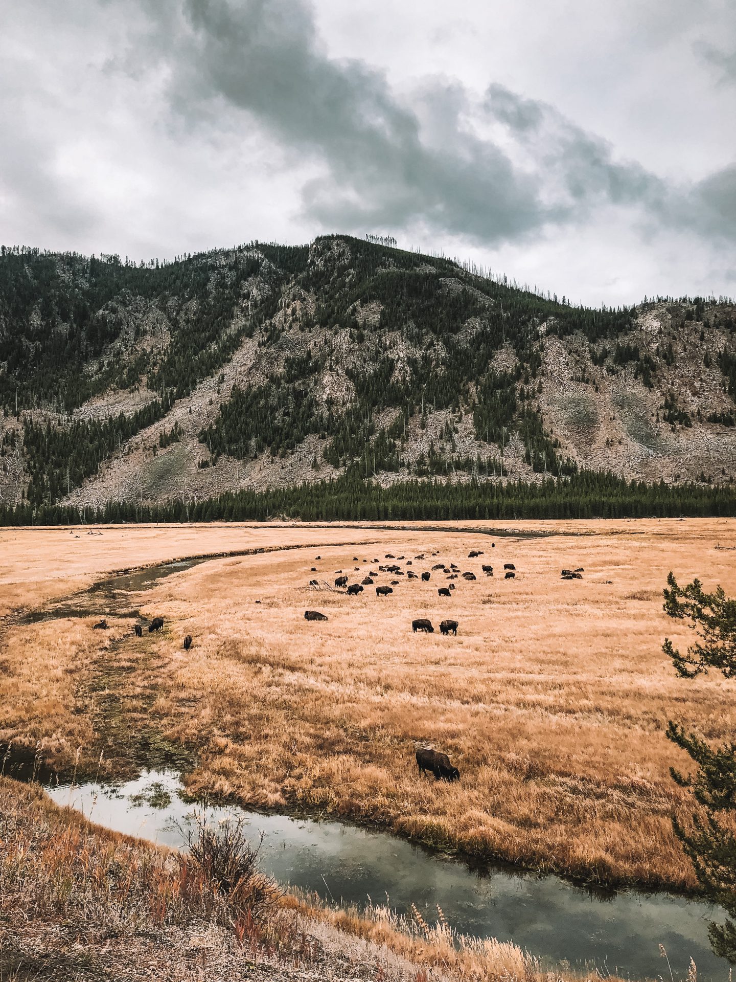 Yellowstone National Park in Wyoming is in my top 10 favorite beautiful places in the US to visit.