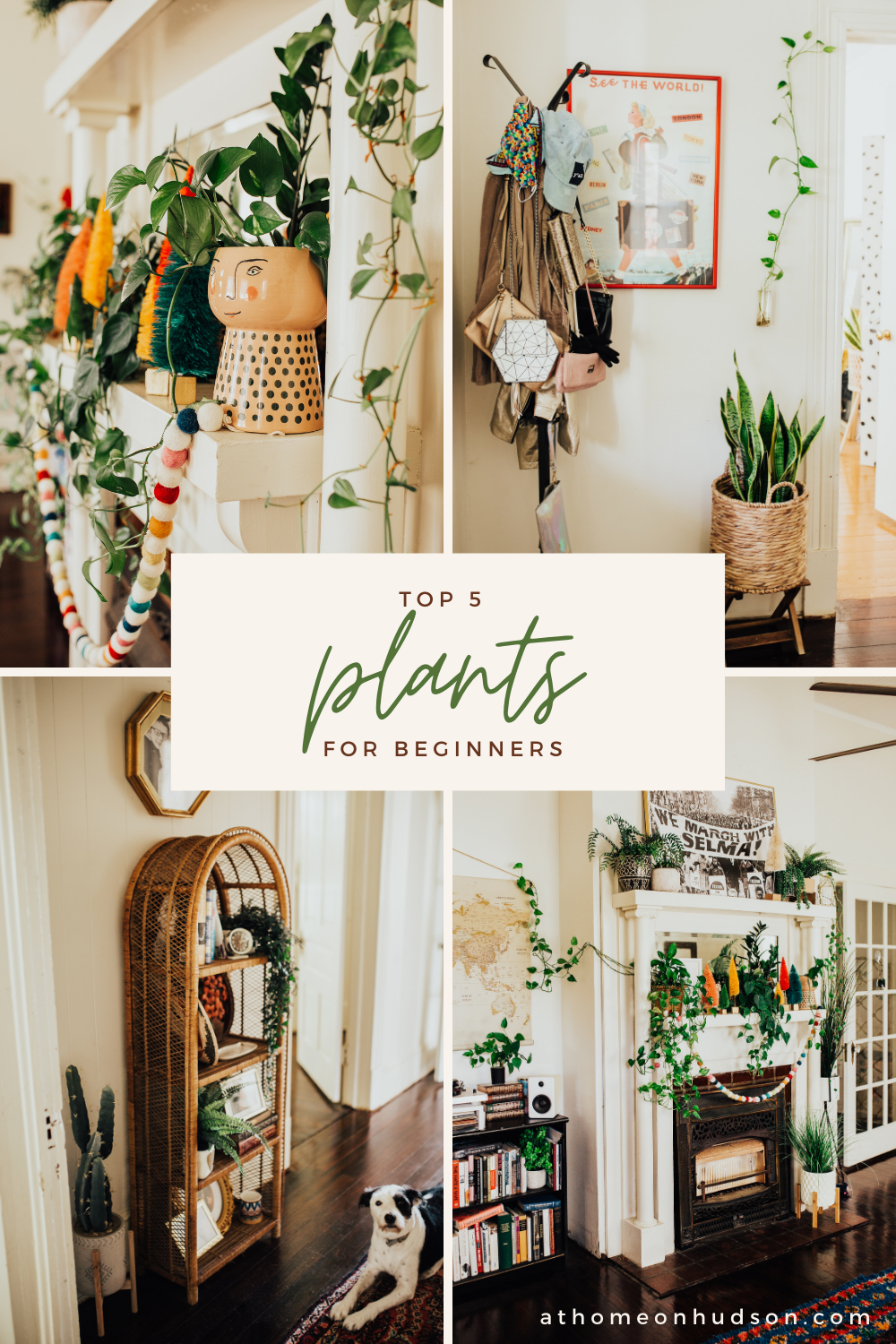 Want to have a jungalow vibe but worried about keeping your plants alive? Check out my top 5 indoor plants for beginners that are hard to kill even for those with the blackest of thumbs!