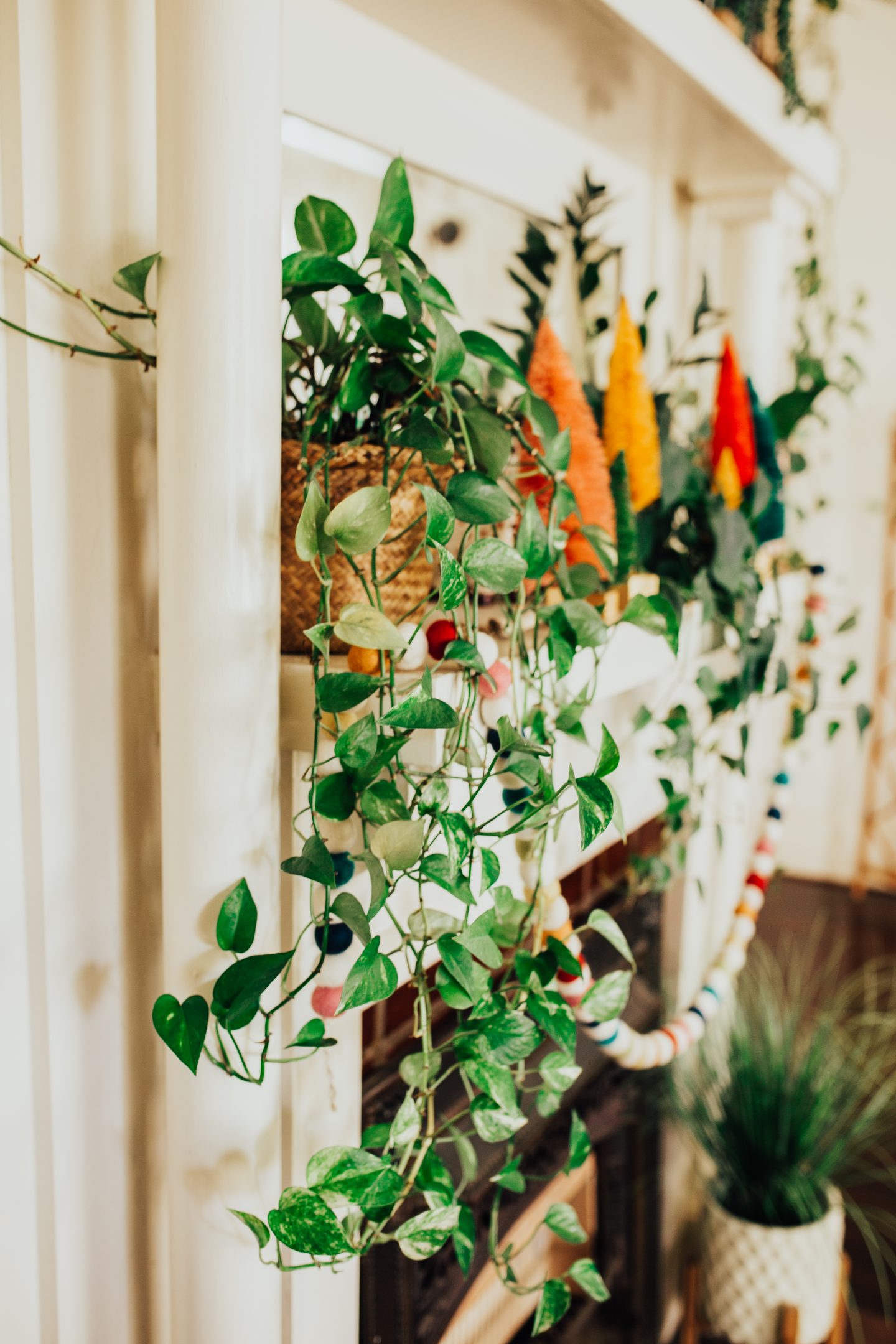 Want to have a jungalow vibe but worried about keeping your plants alive? Check out my top 5 indoor plants for beginners that are hard to kill even for those with the blackest of thumbs!