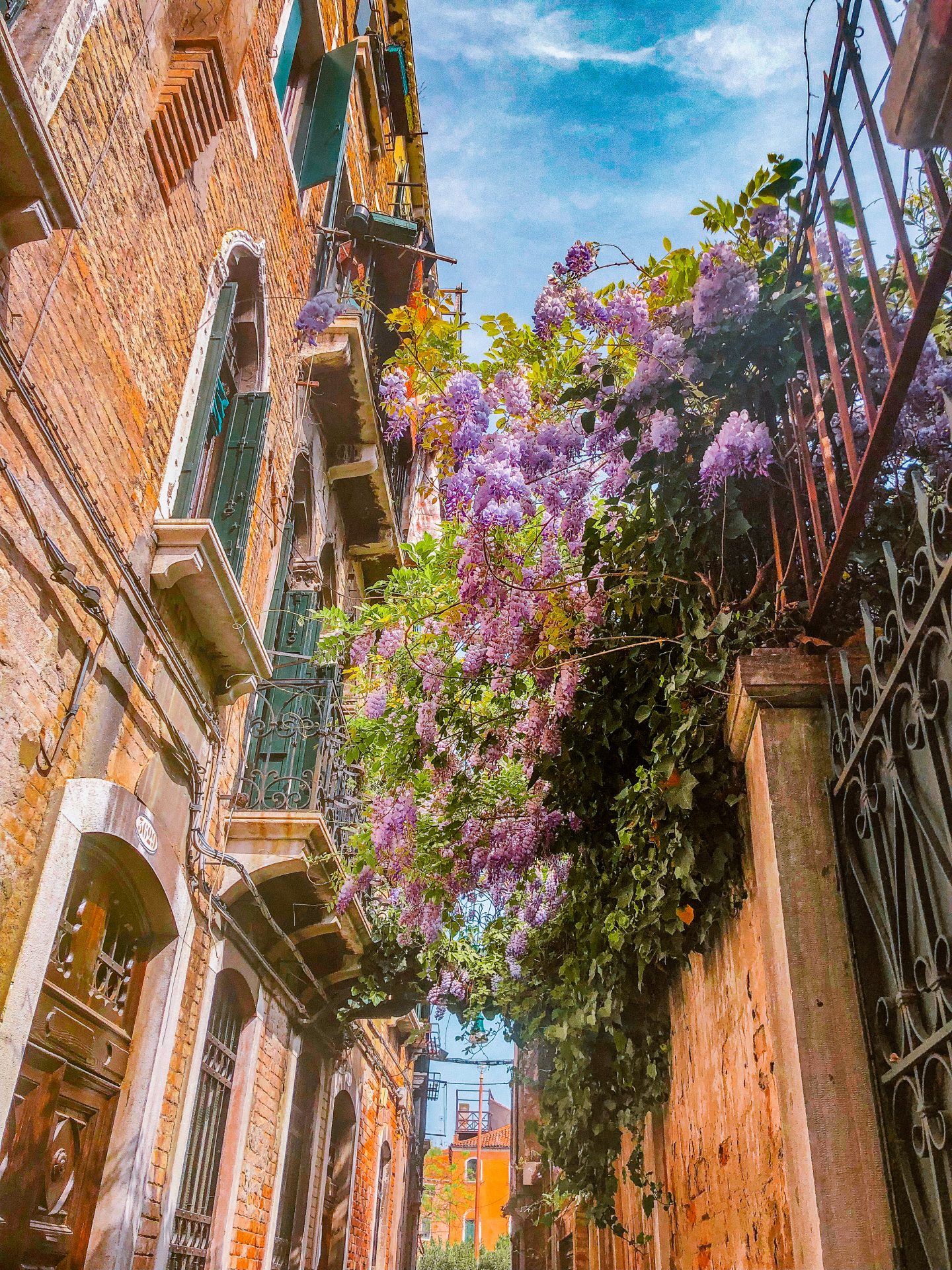 Wisteria flowers blooming and hanging over a walkway in Venice, Italy