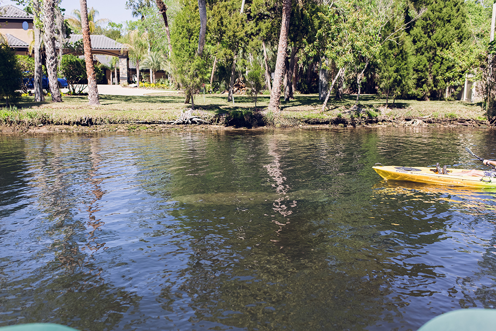 Have you ever wanted to go snorkeling with the manatees in Florida? Have you ever wanted to go snorkeling with the manatees with kids? Check out my tour recap with tips on snorkeling with the manatees! #CrystalRiver #Homosassa #SnorkelingWithManatees