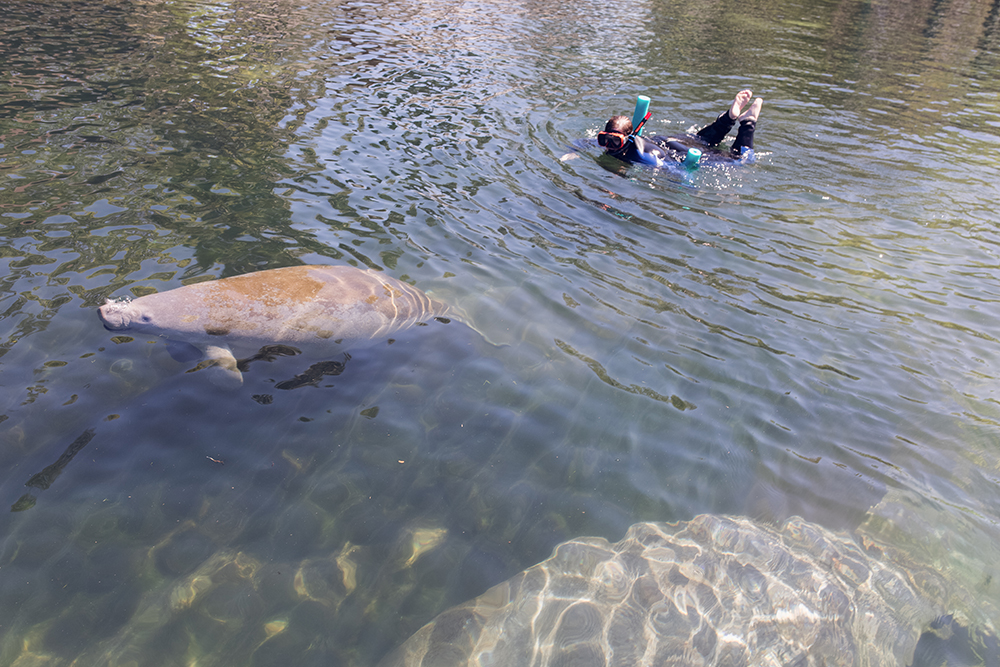 Have you ever wanted to go snorkeling with the manatees in Florida? Have you ever wanted to go snorkeling with the manatees with kids? Check out my tour recap with tips on snorkeling with the manatees! #CrystalRiver #Homosassa #SnorkelingWithManatees