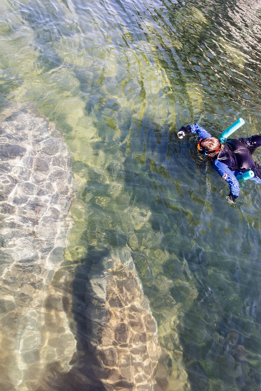 Have you ever wanted to go snorkeling with the manatees in the Florida Springs? Check out my recap and learn how to ethically do this experience!
