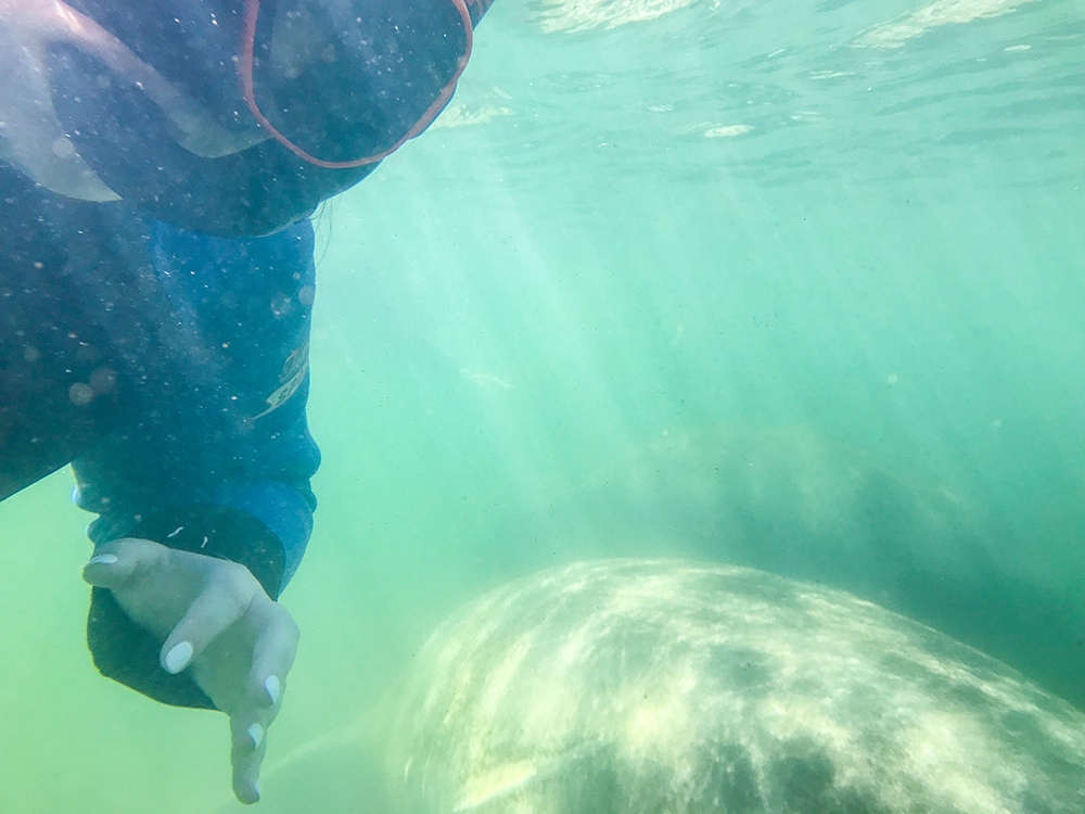 Have you ever wanted to go snorkeling with the manatees in Florida? Have you ever wanted to go snorkeling with the manatees with kids? Check out my tour recap with tips on snorkeling with the manatees! #CrystalRiver #Homosassa #SnorkelingWithManatees