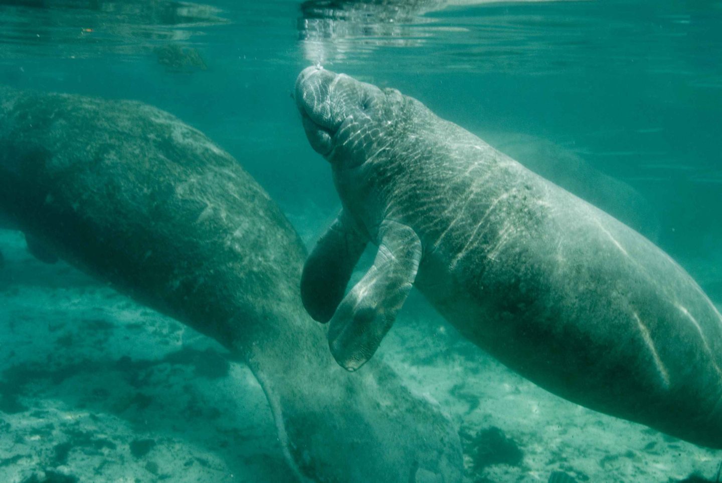 Have you ever wanted to go snorkeling with the manatees in Florida? Have you ever wanted to go snorkeling with the manatees with kids? Check out my tour recap with tips on snorkeling with the manatees! #CrystalRiver #Homosassa #SnorkelingWithManatees Have you ever wanted to go snorkeling with the manatees in the Florida Springs? Check out my recap and learn how to ethically do this experience!