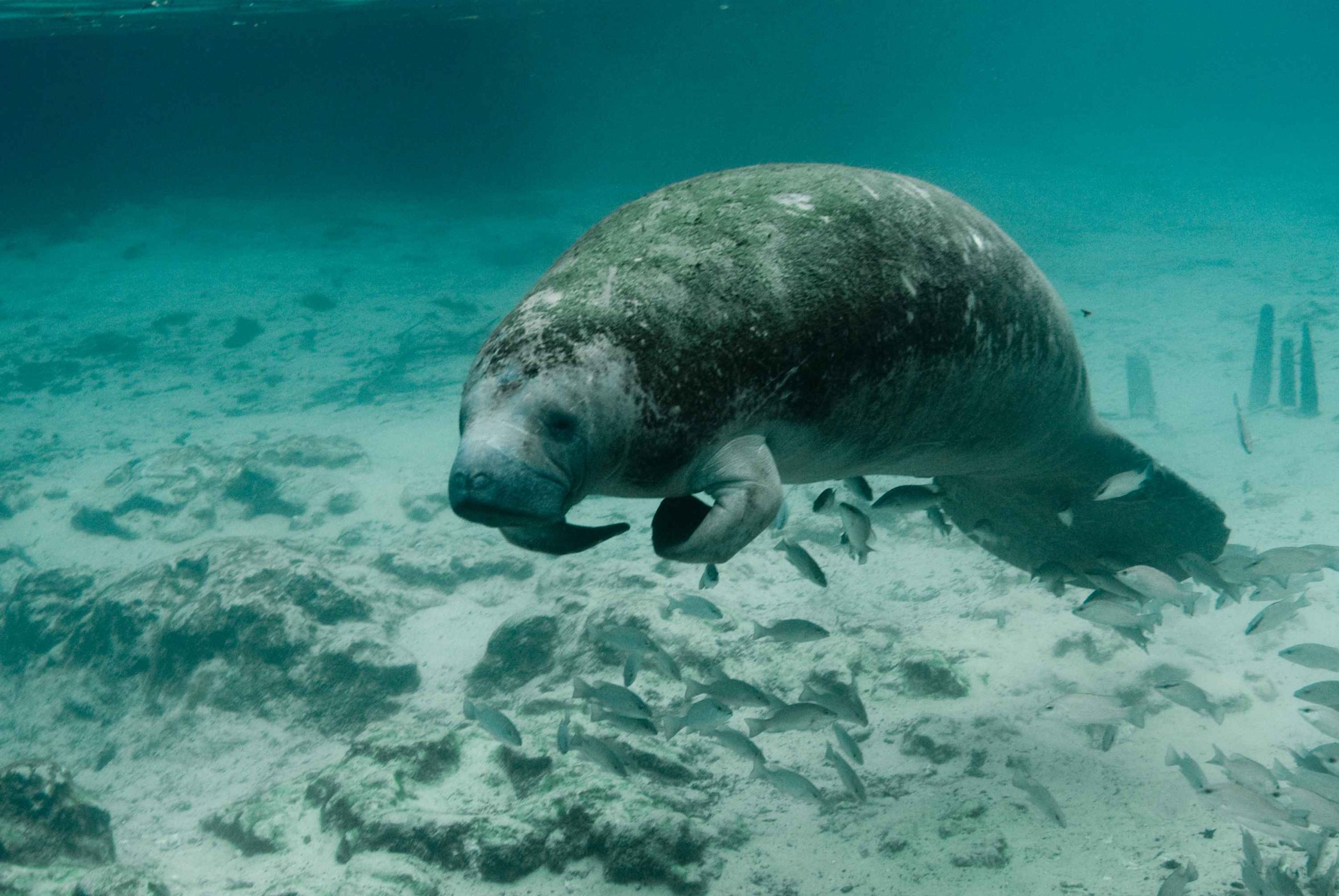 Manatee Sleeping Mask